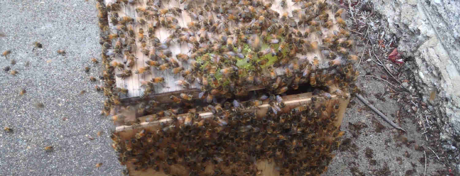 bee swarms removed in brisbane city
