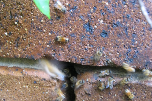 bees in my wall