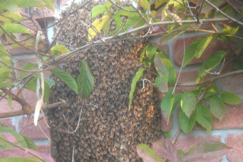 bee swarm at my house