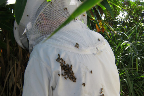 brisbane bee removal