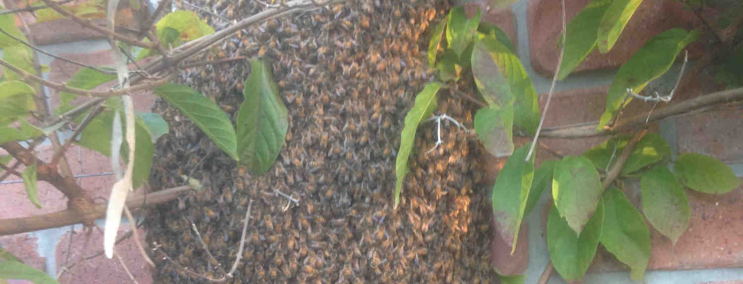 bee swarms removed in brisbane city
