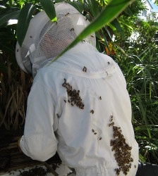 Beekeeper Brisbane Logan Redlands Removal