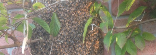 bee swarms removed in brisbane city