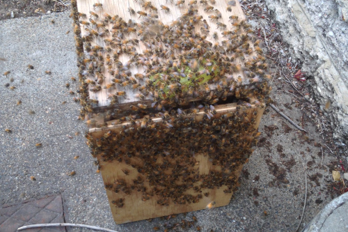 bee swarm removal