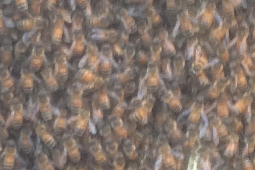 how to remove bees